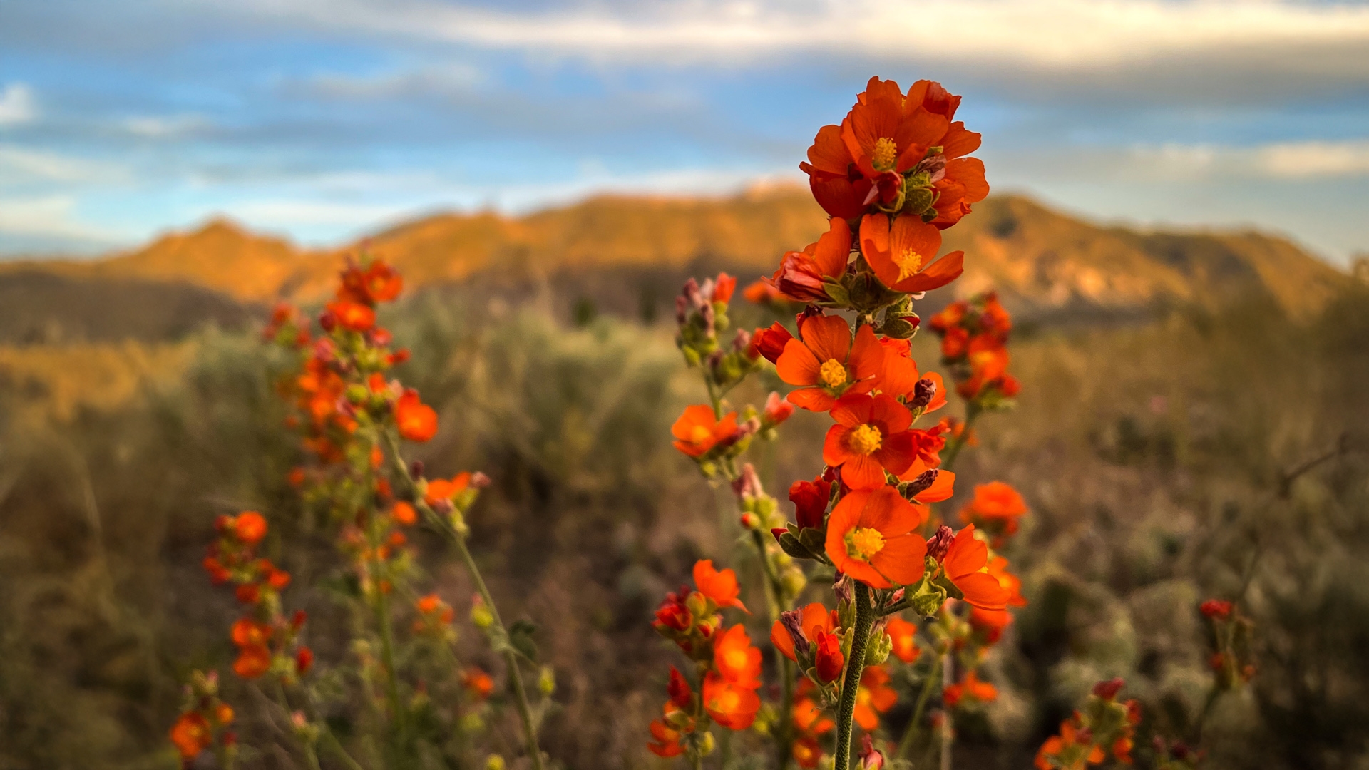 Wild Flowers