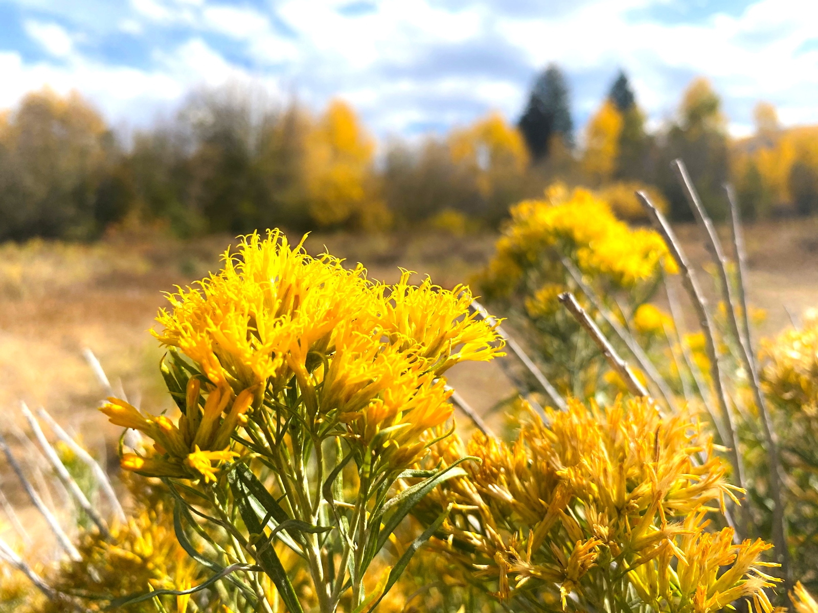 Yellow Flowers