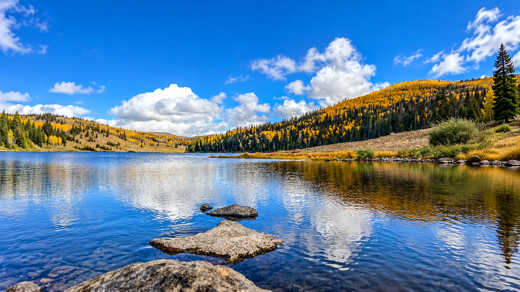 Utah Forest