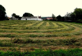 Green field