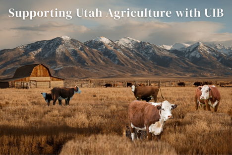 Cows in a field with mountains in the background